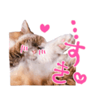 弊猫（個別スタンプ：40）