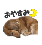 クウちゃんほのぼのスタンプ（個別スタンプ：15）