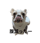 ブルドックのブルック（個別スタンプ：4）