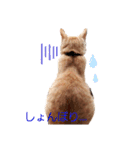 茶トラのちゃくん2（個別スタンプ：3）