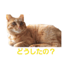 茶トラのちゃくん2（個別スタンプ：4）