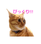 茶トラのちゃくん2（個別スタンプ：5）