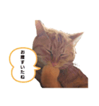 茶トラのちゃくん2（個別スタンプ：9）