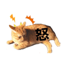 茶トラのちゃくん2（個別スタンプ：11）