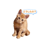 茶トラのちゃくん2（個別スタンプ：14）
