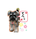 吹き出しナッシュ（個別スタンプ：1）