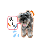 吹き出しナッシュ（個別スタンプ：2）