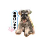 吹き出しナッシュ（個別スタンプ：4）