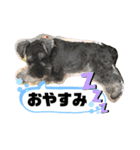 吹き出しナッシュ（個別スタンプ：5）