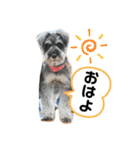 吹き出しナッシュ（個別スタンプ：6）