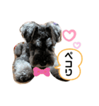 吹き出しナッシュ（個別スタンプ：7）