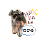 吹き出しナッシュ（個別スタンプ：8）