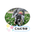 吹き出しナッシュ（個別スタンプ：11）