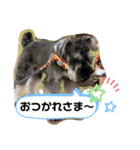 吹き出しナッシュ（個別スタンプ：12）
