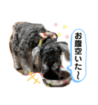 吹き出しナッシュ（個別スタンプ：14）
