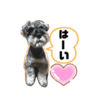 吹き出しナッシュ（個別スタンプ：17）