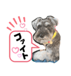 吹き出しナッシュ（個別スタンプ：18）