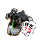 吹き出しナッシュ（個別スタンプ：19）