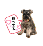 吹き出しナッシュ（個別スタンプ：24）