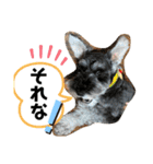 吹き出しナッシュ（個別スタンプ：26）