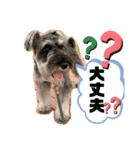 吹き出しナッシュ（個別スタンプ：27）