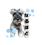 吹き出しナッシュ（個別スタンプ：30）