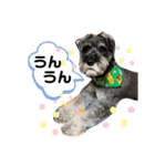 吹き出しナッシュ（個別スタンプ：31）