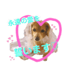 チワックスの花ちゃんver.3（個別スタンプ：1）