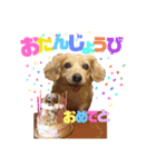 チワックスの花ちゃんver.3（個別スタンプ：3）