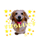 チワックスの花ちゃんver.3（個別スタンプ：6）