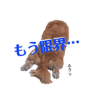 チワックスの花ちゃんver.3（個別スタンプ：8）