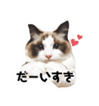 ひめちゃん一言スタンプその①（個別スタンプ：7）