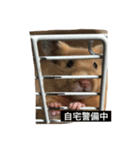 大野さんちのハムちゃんズ（個別スタンプ：1）
