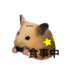 大野さんちのハムちゃんズ（個別スタンプ：6）