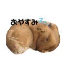 大野さんちのハムちゃんズ（個別スタンプ：8）