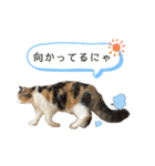 むぎちょこの日常2（個別スタンプ：8）