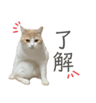 むぎちょこの日常2（個別スタンプ：10）