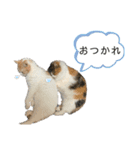 むぎちょこの日常2（個別スタンプ：19）
