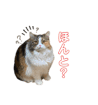 むぎちょこの日常2（個別スタンプ：20）