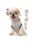 ペキニーズ隊 ②（個別スタンプ：1）