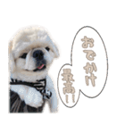 ペキニーズ隊 ②（個別スタンプ：10）
