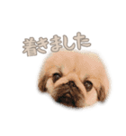 ペキニーズ隊 ②（個別スタンプ：17）