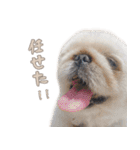 ペキニーズ隊 ②（個別スタンプ：28）