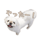 ペキニーズ隊 ②（個別スタンプ：32）