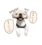ペキニーズ隊 ②（個別スタンプ：37）