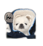 ペキニーズ隊 ②（個別スタンプ：40）