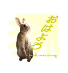 男一匹うさぎの桃次郎（個別スタンプ：3）