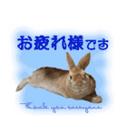 男一匹うさぎの桃次郎（個別スタンプ：4）