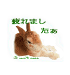 男一匹うさぎの桃次郎（個別スタンプ：5）