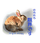 男一匹うさぎの桃次郎（個別スタンプ：6）